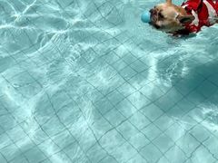 -帕帕拉兹宠物(亚洲旗舰店)