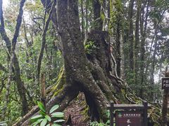 -云南屏边大围山国家公园