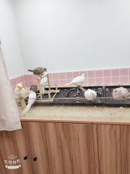 -Moni星球萌宠·小马宝莉·灵蛇·高端高阶全萌宠互动体验俱乐部(红豆国际广场店)