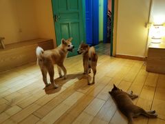 -喜柴咖啡·柴犬狗咖