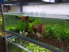 -秦美花卉(天朗·莱茵小城2期店)