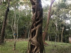 -中国科学院西双版纳热带植物园
