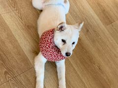 -柴犬小屋·柴餐厅·狗咖食堂(金鼎广场店)