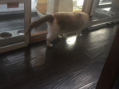 -吉丁鸟咖·异宠·寄养