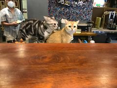 -咖法森林·咖啡  酒吧(天河店)