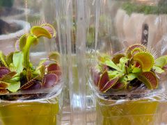 -双季花艺园艺市场(浦东店)