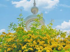 -南京古林公园