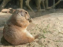-绿色星球动物主题公园