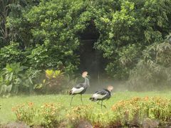-广州长隆飞鸟乐园