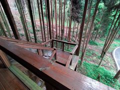 -武陵山森林公园