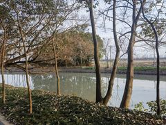 -上海佘山国家森林公园天马山园