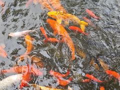 -碧江金楼