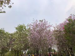 -海珠湖公园