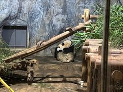 -深圳野生动物园