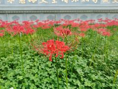 -西安大兴善寺