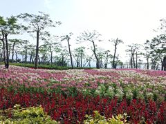 -芒洲湿地公园