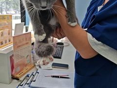 -博特宠物医院24h犬猫全科.骨科·异宠