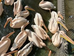 -广州长隆飞鸟乐园