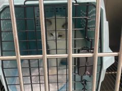 -中农大我爱我爱动物医院·核磁CT·猫病·24小时夜诊中心(石佛营店)