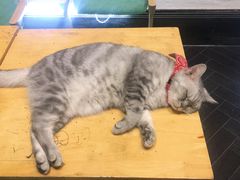 -猫色咖啡·猫咖