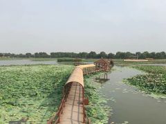 -白洋淀风景区
