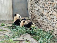 -卧龙中华大熊猫苑神树坪基地