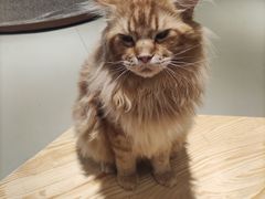 -藏猫猫咖啡主题馆(中央大道店)