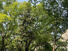 -徐家汇源景区-衡山公园