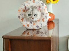 -瑞鹏宠物医院·普外科·影像科·皮肤科(城市山谷分院)