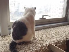 -Cappucimeow猫咪咖啡馆(韦伯时代店)