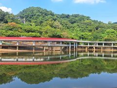-银湖山郊野公园-相思林