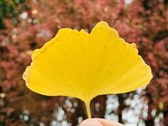 -重庆市江北嘴中央商务区中央公园