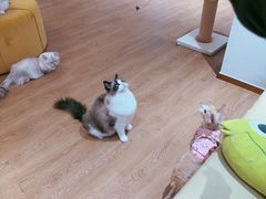-1013 PET SHOP精品宠物商店(丁香店)
