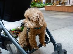 -瑞虹新天地月亮湾