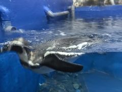 -太平洋海底世界