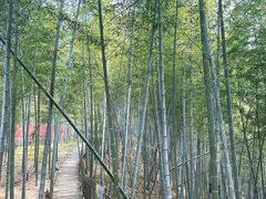 -宁波浙东大竹海景区