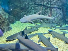-烟台海昌鲸鲨海洋公园