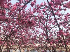 -桃花堤公园
