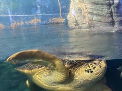 -烟台海昌鲸鲨海洋公园