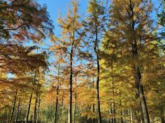 -昆山城市生态森林公园