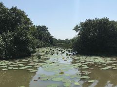 -大湾区中央湿地公园