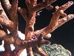 -暹罗海洋世界