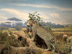 -陕西自然博物馆