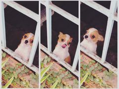 -普吉镇