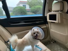 -芭比堂爱心动物医院(柯桥康爱分院)