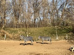 -北京野生动物园
