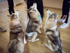 -Husky Go! 哈士奇体验馆·宠物咖啡厅狗咖