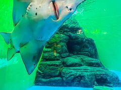 -上海海洋水族馆