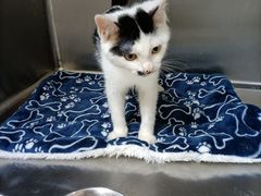 -艾贝尔宠物诊疗