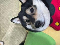 -逗柴咖啡屋·狗咖猫咖宠物桌游